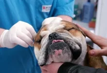 Veterinarul Cabinet Medical Veterinar Batarci