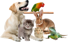 Veterinarul Cabinet Veterinar Husi