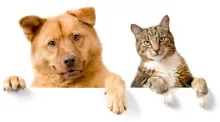 Veterinarul Cabinet Veterinar Husi