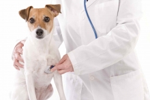 Veterinarul Cabinet Veterinar Husi
