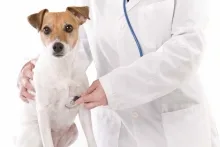 Veterinarul Cabinet Veterinar Husi