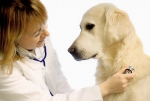Veterinarul Cabinet Veterinar Husi