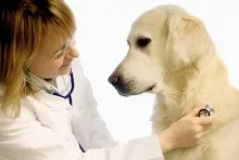 Veterinarul Cabinet Veterinar Husi