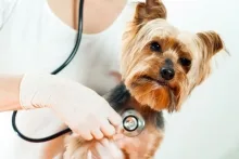 Veterinarul Cabinet Veterinar Caransebes