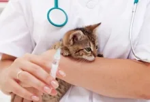 Veterinarul Cabinet Veterinar Caransebes
