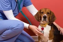 Veterinarul Cabinet Veterinar Vladimirescu