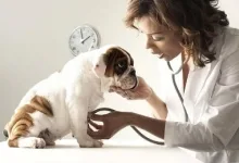 Veterinarul Cabinet Veterinar Lipova