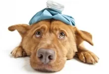 Veterinarul Cabinet Veterinar Lipova