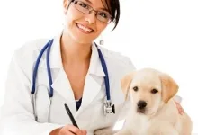 Veterinarul Cabinet Veterinar Lipova