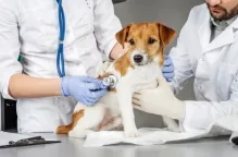 Veterinarul Cabinet Veterinar Satu Mare