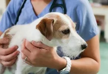 Veterinarul Cabinet Veterinar Sebes