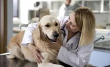Veterinarul Cabinet Veterinar Sebes