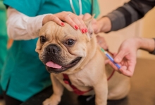 Veterinarul Cabinet Veterinar Targu Ocna