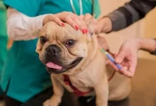 Veterinarul Cabinet Veterinar Targu Ocna