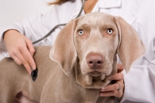 Veterinarul Cabinet Veterinar Targu Ocna