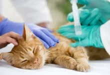 Veterinarul Cabinet Veterinar Zabrani