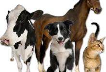 Veterinarul Cabinet veterinar Jitaru