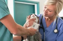 Veterinarul Cabinet veterinar Viisoara