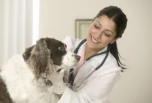 Veterinarul Cabinet veterinar Viisoara