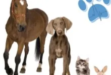 Veterinarul Cabinet Veterinar Ciolanestii din Deal