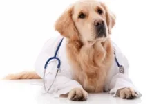 Veterinarul Cabinet Veterinar Ciolanestii din Deal
