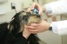 Veterinarul Cabinet Veterinar Ciolanestii din Deal