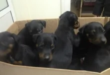 Veterinarul Cabinet veterinar Buzau - HelpVet