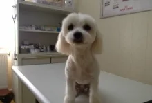 Veterinarul Cabinet veterinar Buzau - HelpVet
