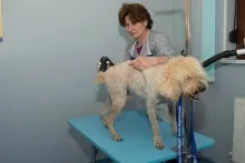Veterinarul Cabinet veterinar Buzau - HelpVet