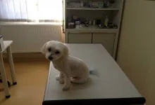 Veterinarul Cabinet veterinar Buzau - HelpVet
