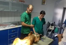 Veterinarul Cabinet veterinar Buzau - HelpVet