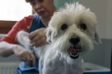 Veterinarul Cabinet veterinar Buzau - HelpVet