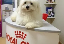 Veterinarul Cabinet veterinar Buzau - HelpVet