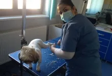 Veterinarul Cabinet veterinar Buzau - HelpVet