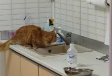 Veterinarul Cabinet veterinar Buzau - HelpVet
