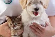 Veterinarul Cabinet veterinar Zalau