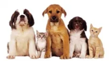 Veterinarul Clinica veterinara Targu Mures