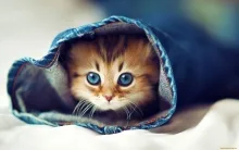 Veterinarul Clinica veterinara Targu Mures
