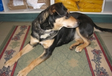 Veterinarul Clinica Veterinara Botond Doki