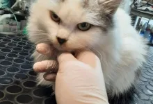 Veterinarul Clinica Veterinara DondorVet
