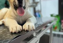 Veterinarul Clinica Veterinara DondorVet