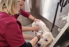 Veterinarul Clinica Veterinara DondorVet
