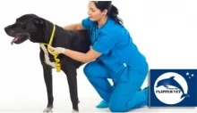 Veterinarul Cabinet Veterinar Mogosoaia