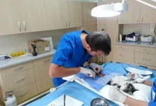 Veterinarul Clinica Veterinara Minivet