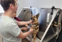 Veterinarul Clinica Veterinara Roman  - DondorVet