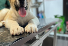 Veterinarul Clinica Veterinara Targu Neamt - DondorVet