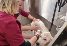 Veterinarul Clinica Veterinara Targu Neamt - DondorVet