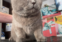 Veterinarul Clinica Veterinara Targu Neamt - DondorVet