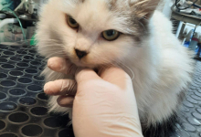 Veterinarul Clinica Veterinara Targu Neamt - DondorVet