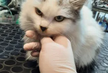 Veterinarul Clinica Veterinara Targu Neamt - DondorVet